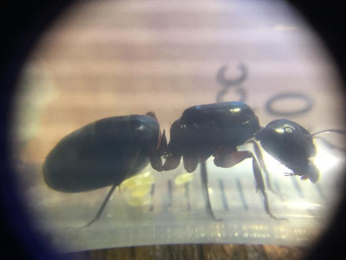 Camponotus Herculianus