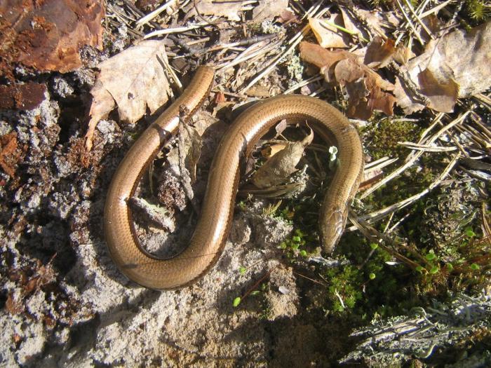 веретеница