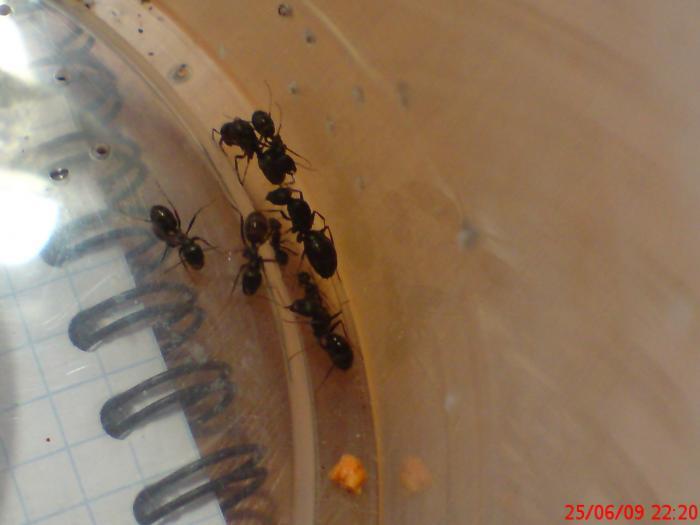 Cataglyphis aenescens