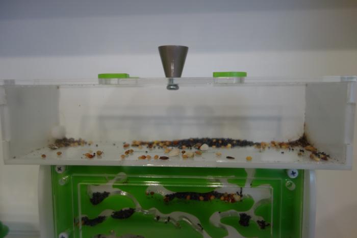 Формик. Арена.