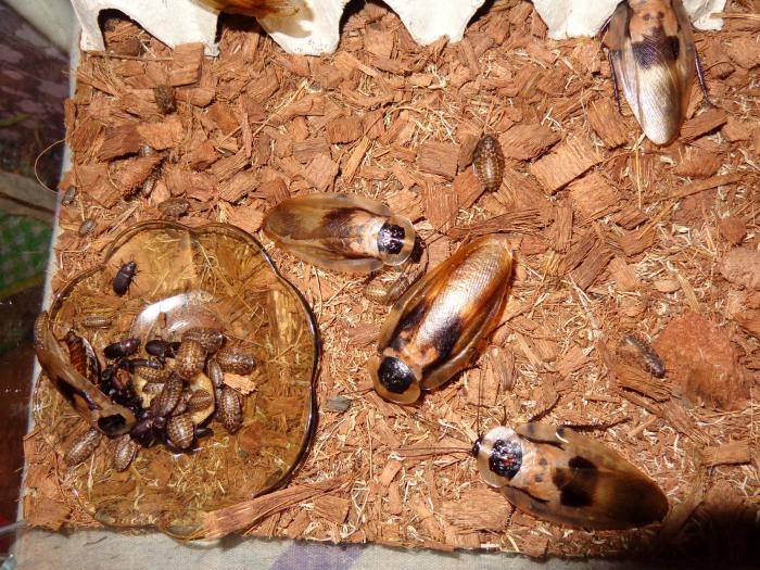 Blaberus craniifer - Мертвая голова