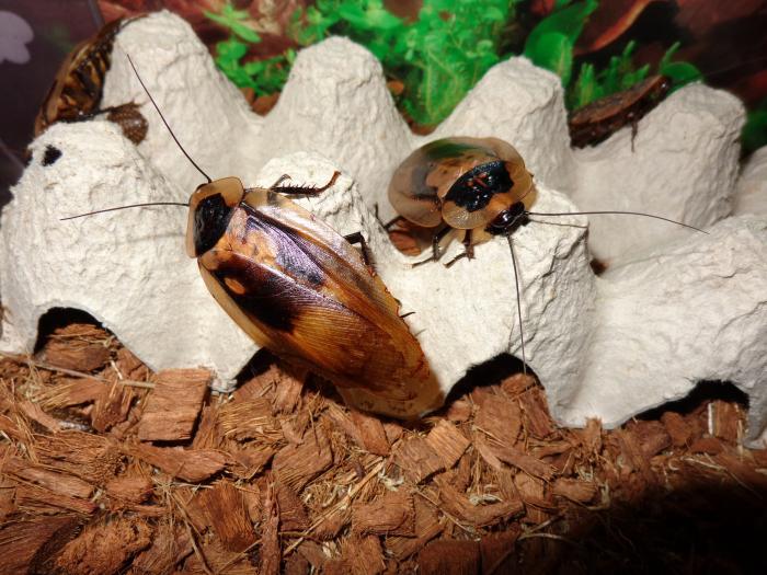 Blaberus craniifer - Мертвая голова