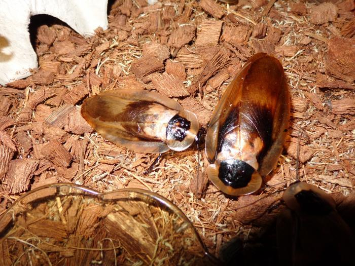 Blaberus craniifer - Мертвая голова