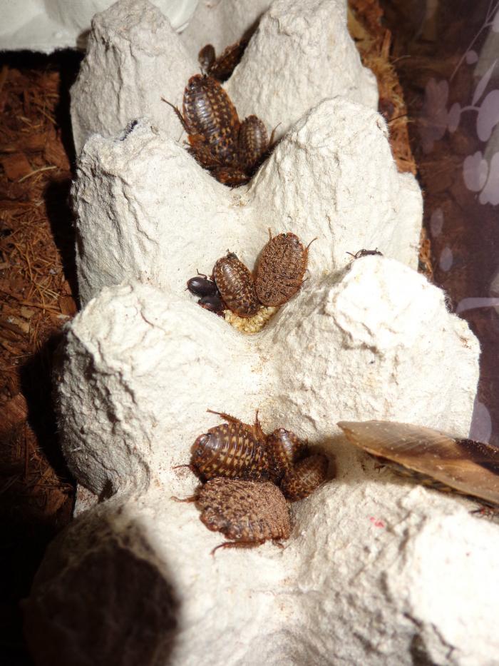 Blaberus craniifer - Мертвая голова