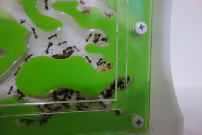 Тот самый полусолдат) 