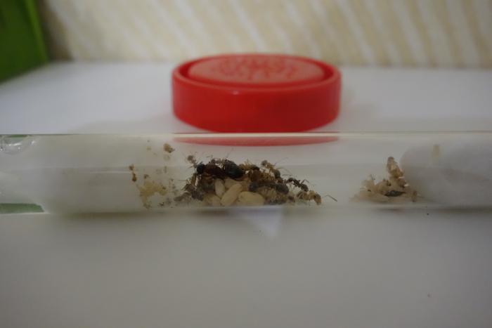 Raptiformica sanguinea