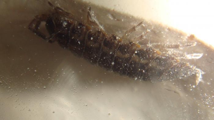 сосед))) которого они пытались погрызть)) но никак не удалось)