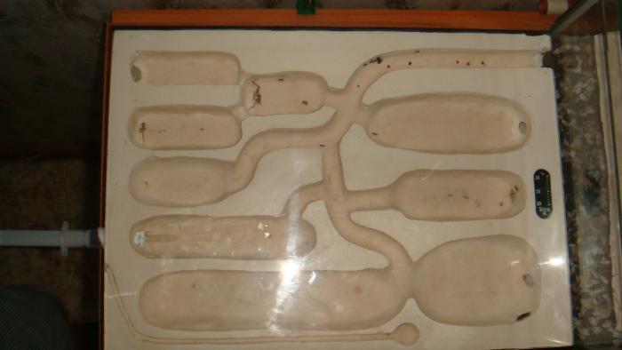 заселил я их на второй день приезда((( это была моя первая ошибка(( Форм оказалс