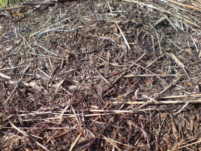 Муравейник