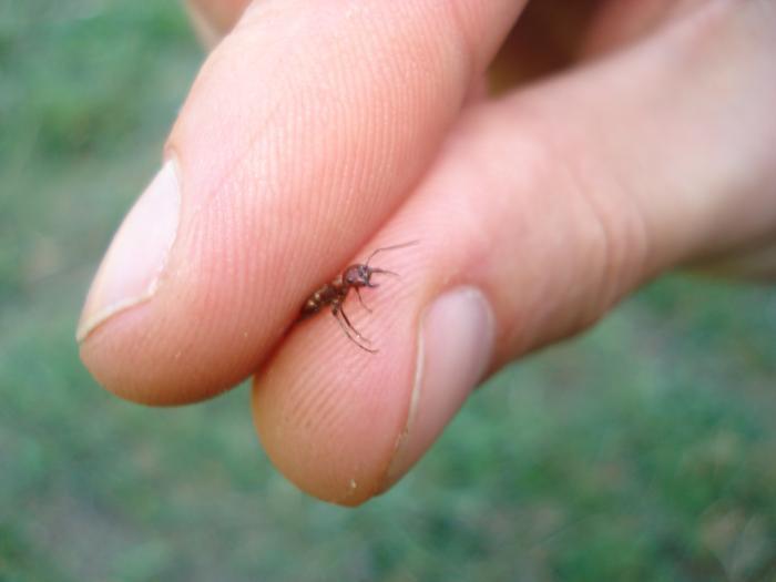 Один из первых налетчиков