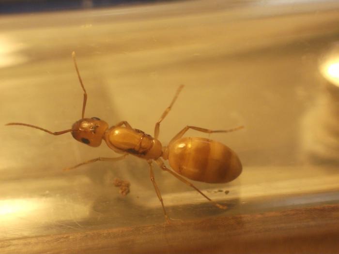 Матка кампонотуса из Доминиканы