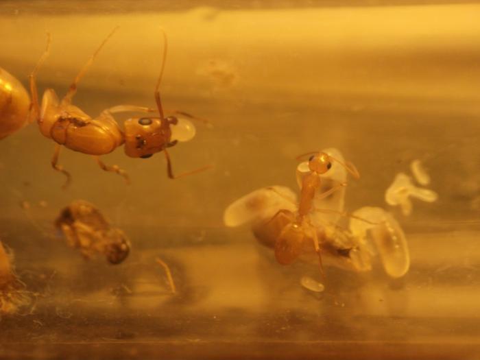 Вдвоем стало легче управляться с потомством