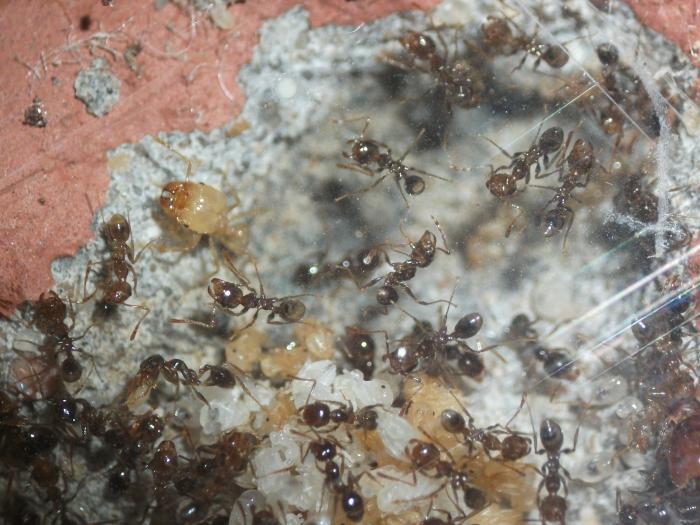 Молодые солдаты еще со светлыми головами