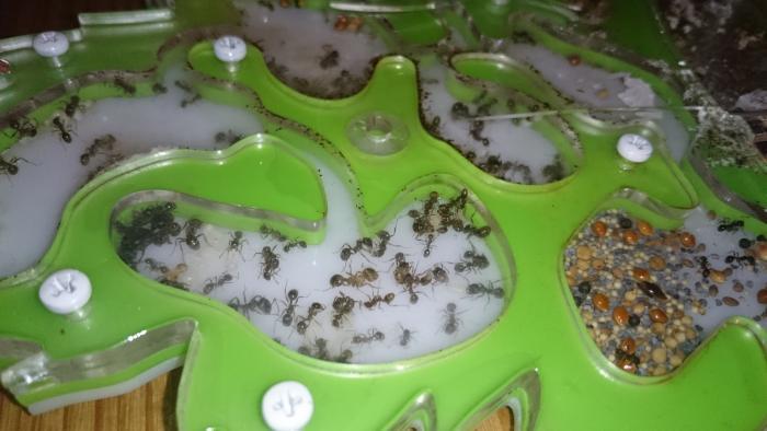 Это он в камере матки.