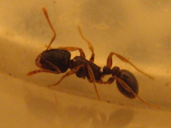 Он же, при большем увеличении.