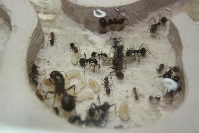 тоже не будет!