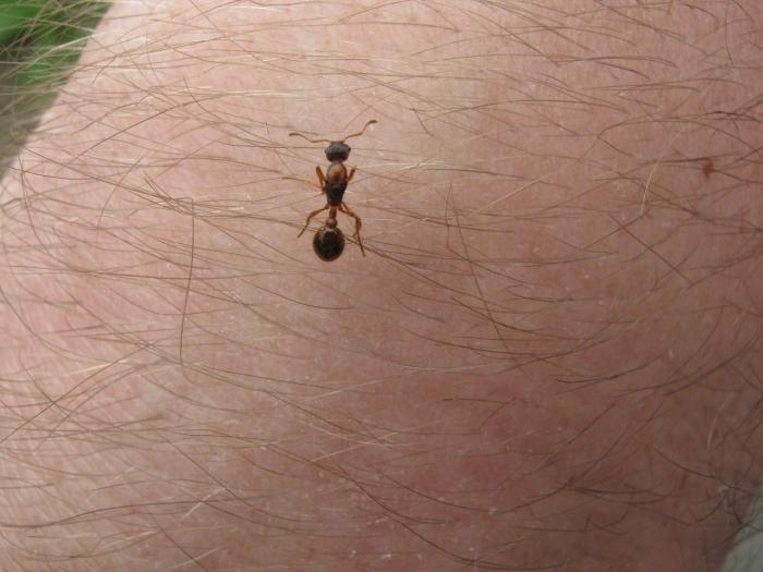 Весенняя матка мирмики