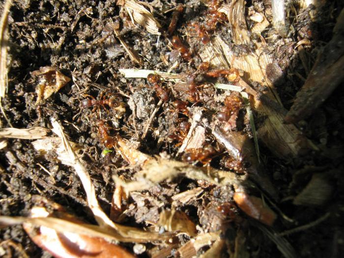 Мирмики, комара утащили