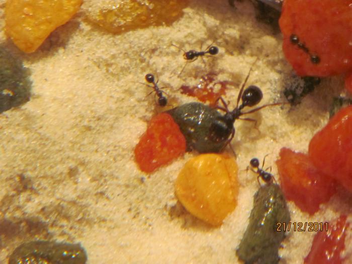 Муравьи в домашних условиях.