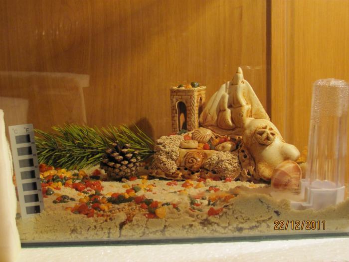 Муравьи в домашних условиях.