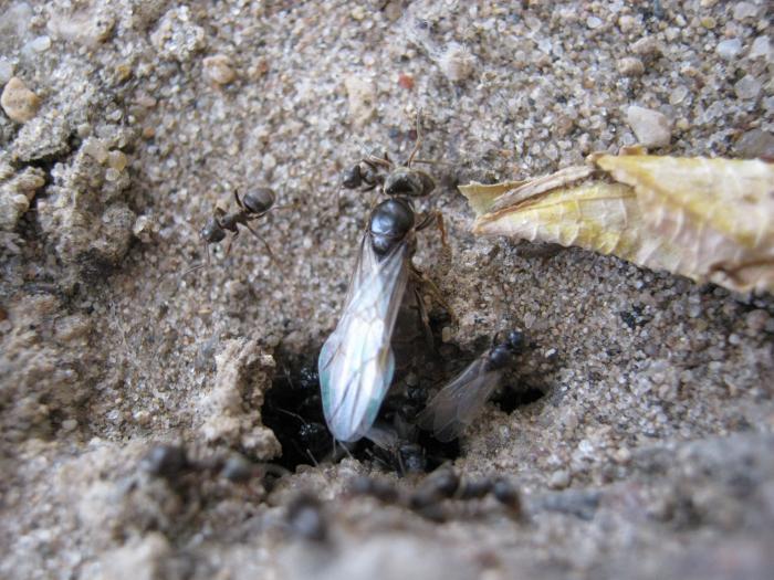 Лазиус нигер, подготовка к лёту