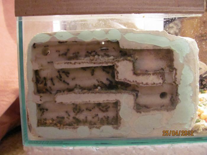 Муравьи в домашних условиях.