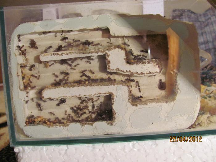 Муравьи в домашних условиях.