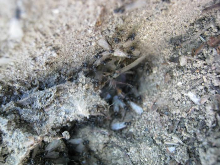 Обратный отсчет, 4, 3, 2, ... Старта, к сожалению, не видел.