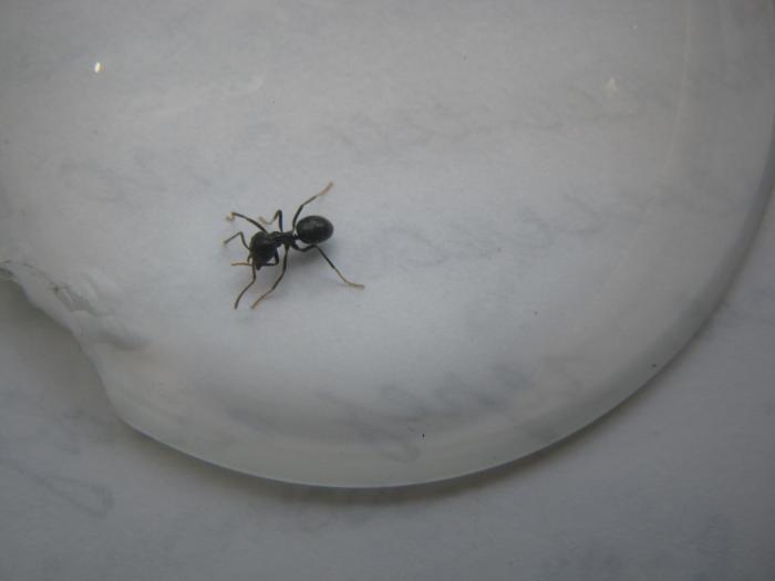 Красавец дендролазиус, также отпущен, нравиться наблюдать за ними.