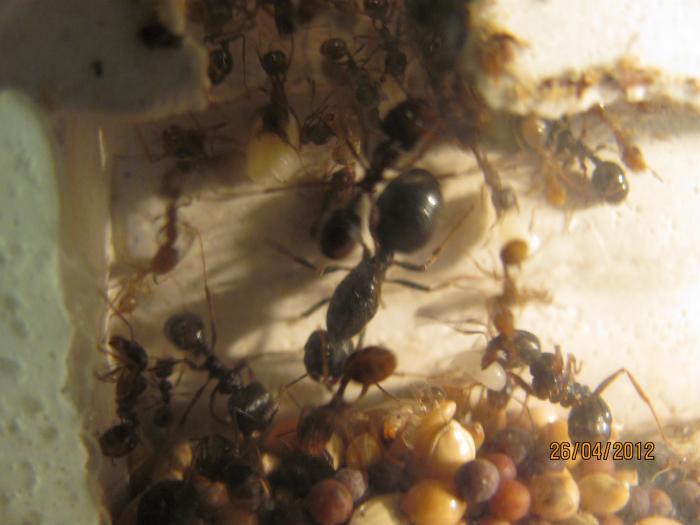 Муравьи в домашних условиях.