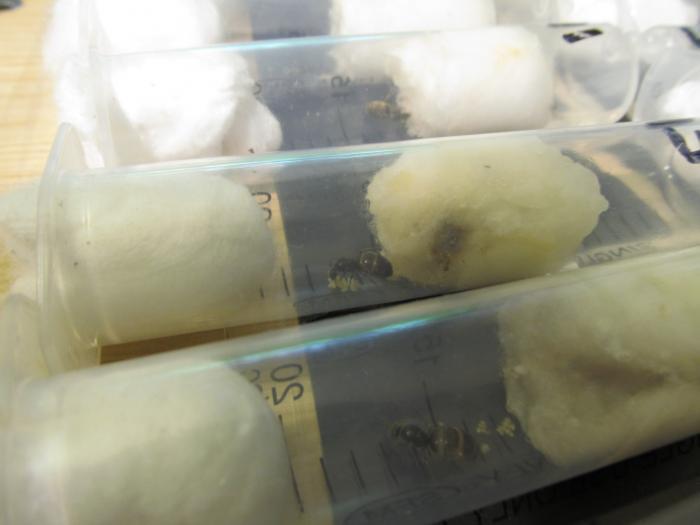 Виден расплод.