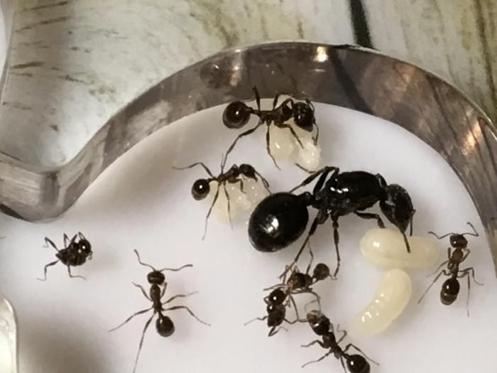 Маточная Камера 