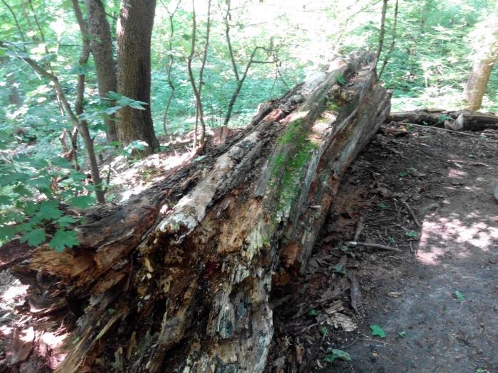 Жилище fuliginosus