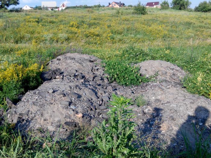 Гнездо в асфальте