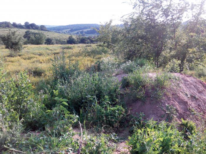 Глиняное гнездо