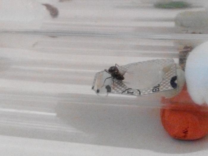 Она же кушает