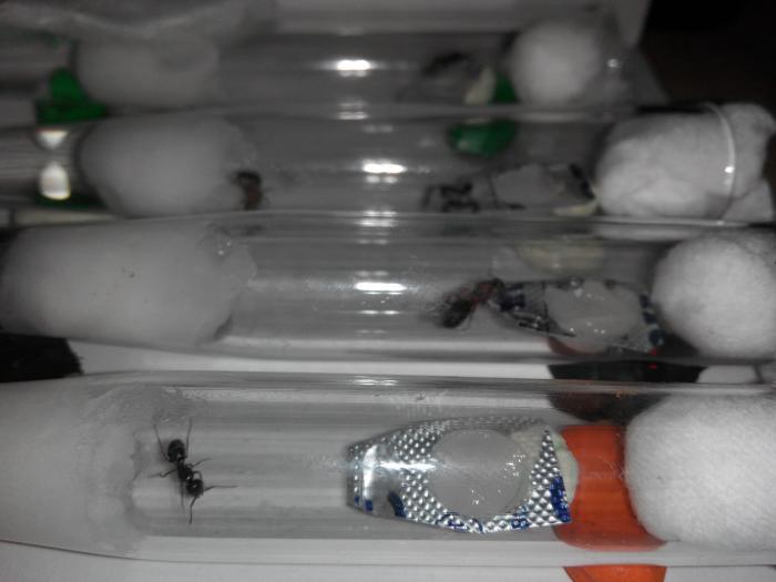 Матка fuliginosus