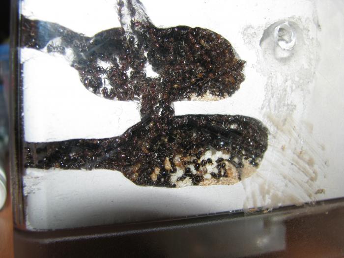 Камеры с расплодом и маткой