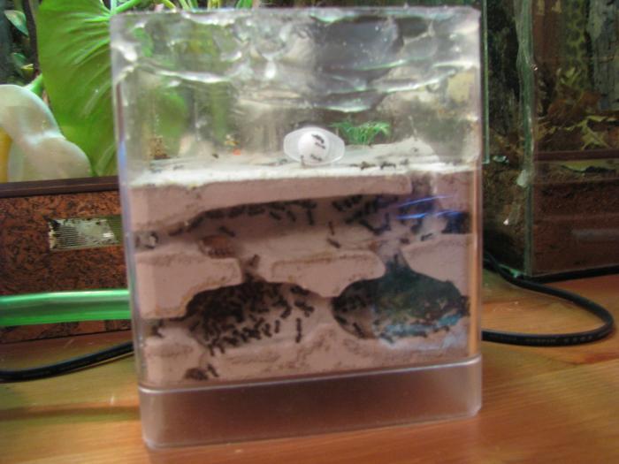 Вид спереди