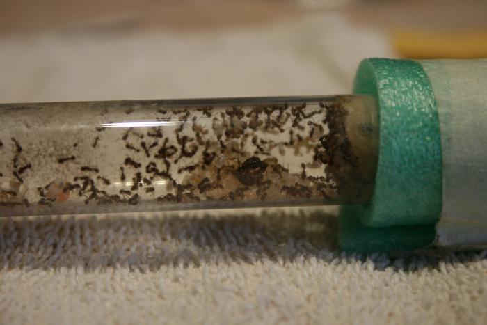 Царица "Рожает".