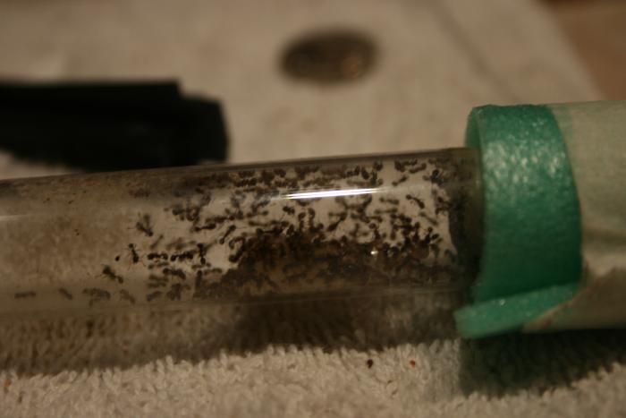 Огромная куча расплода: