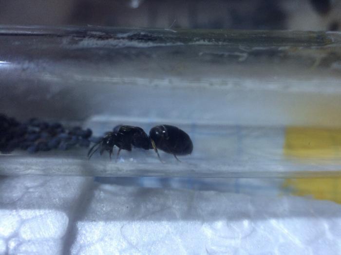 Результатом доволен P.S: Не один муравей в эксперименте (фото сьемке не пострада