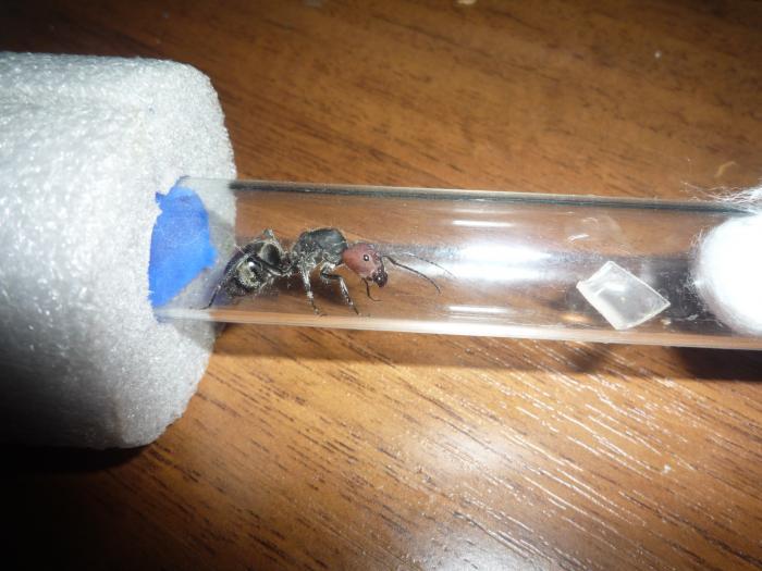 Матка Camponotus singularis после кормёжки.