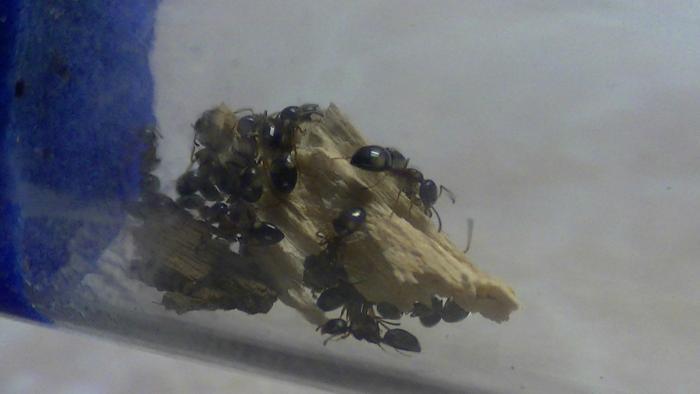 Dolichoderus quadripunctatus