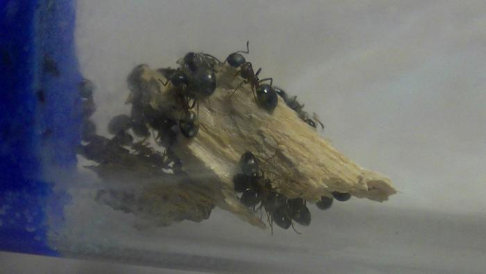 Dolichoderus quadripunctatus