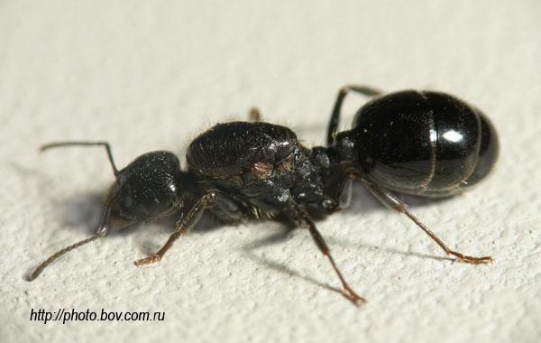 Помогите определить вид. 