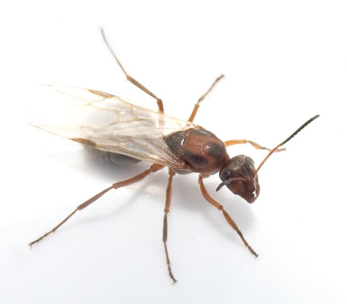 что за муравей? 