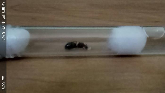 Первое яйцо