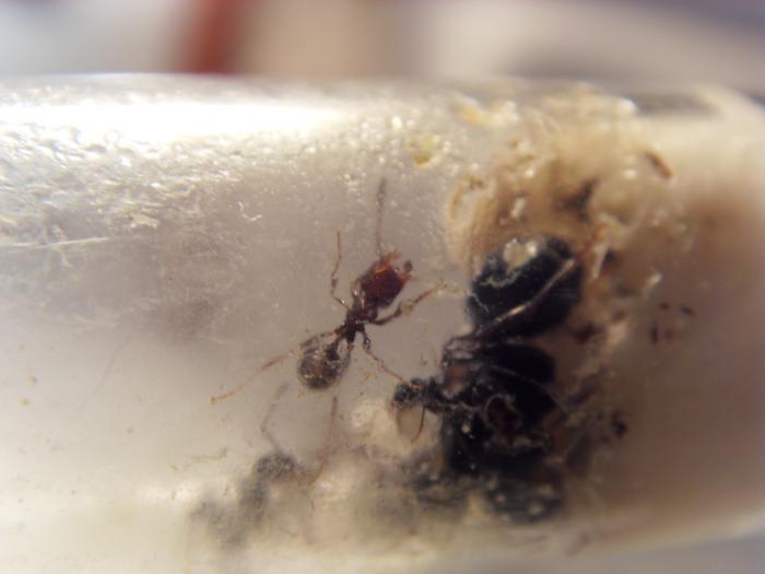 Мурашка новенький)))