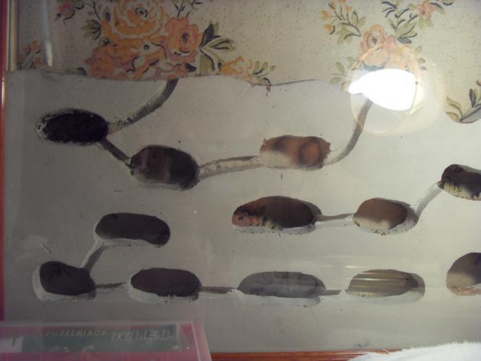 Антфарм нигеров